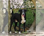 Small #1 Labrador Retriever Mix