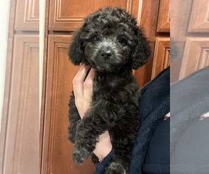 Medium Chihuahua-Poodle (Toy) Mix