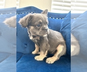 French Bulldog Puppy for sale in NEWPORT BEACH, CA, USA