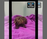 Atlas - Male Poodle (Toy) Puppy for Sale - Photo #3