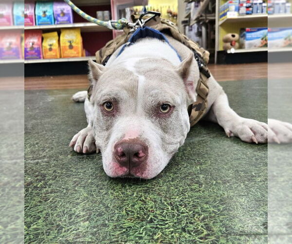Medium Photo #13 American Staffordshire Terrier-Unknown Mix Puppy For Sale in Tampa, FL, USA