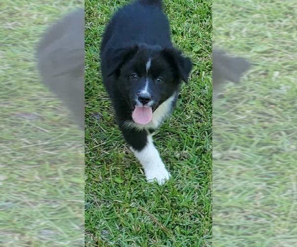 Medium Photo #1 Australian Shepherd Puppy For Sale in GATESVILLE, NC, USA