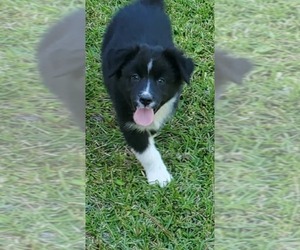 Medium Australian Shepherd