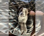 Small Photo #1 Mutt Puppy For Sale in Wakefield, RI, USA
