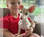 Small #7 Chihuahua