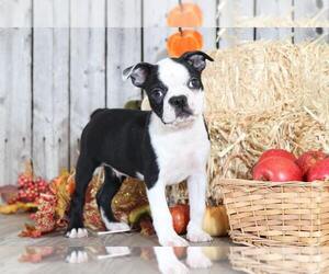 Boston Terrier Puppy for sale in MOUNT VERNON, OH, USA