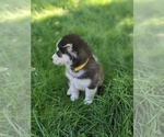 Small Photo #7 Siberian Husky Puppy For Sale in TONOPAH, NV, USA