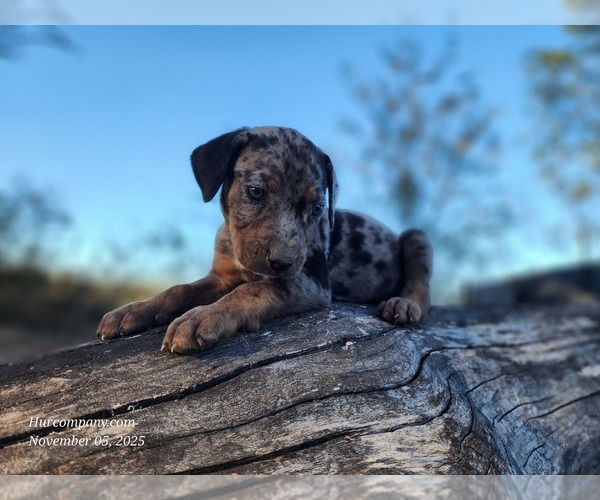 Medium Photo #14 Catahoula Leopard Dog Puppy For Sale in CUMBY, TX, USA