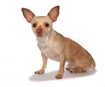 Small #2 Chihuahua