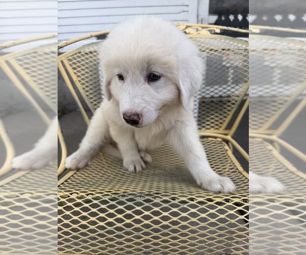 Medium Photo #6 Great Pyrenees Puppy For Sale in MOUNT PLEASANT, IA, USA