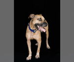 Small American Pit Bull Terrier