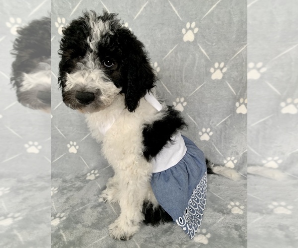 Medium Photo #21 Goldendoodle Puppy For Sale in DOLPH, AR, USA