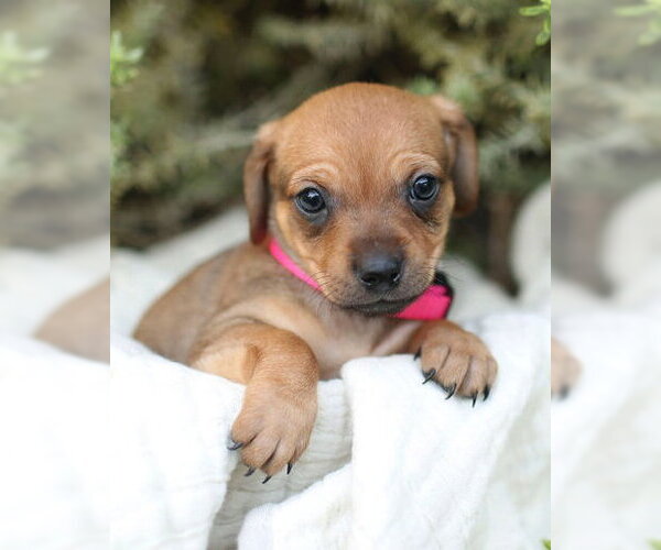 Medium Photo #5 Chiweenie Puppy For Sale in Corona, CA, USA