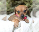 Small #4 Chiweenie