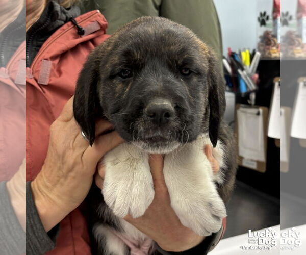 Medium Photo #1 Labrenees Puppy For Sale in Washington, DC, USA