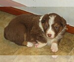 Small Photo #24 Australian Shepherd Puppy For Sale in DRAYTON, SC, USA