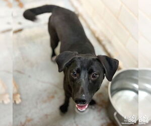 Labrador Retriever-Unknown Mix Dogs for adoption in Washington, DC, USA