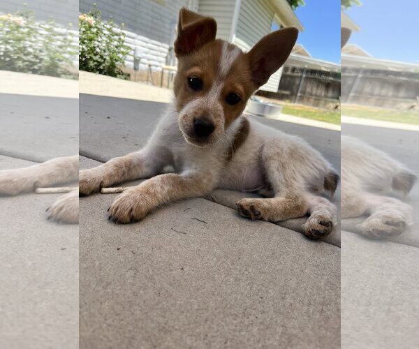 Medium Photo #2 Mutt Puppy For Sale in Sandy, UT, USA