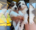 Small #2 Colonial Cocker Spaniel-Saint Bernard Mix
