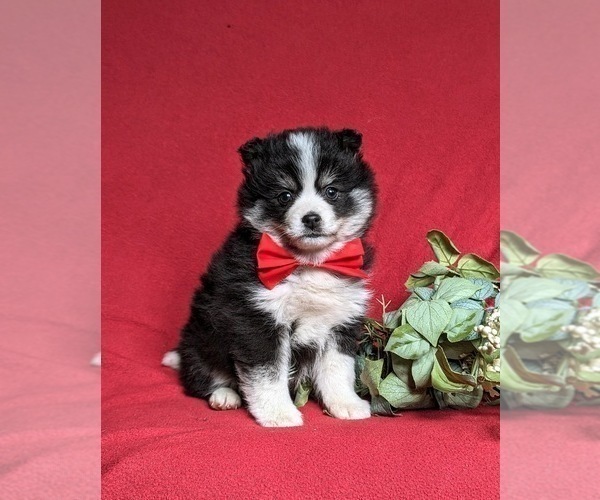 Medium Photo #3 Pomsky Puppy For Sale in EPHRATA, PA, USA