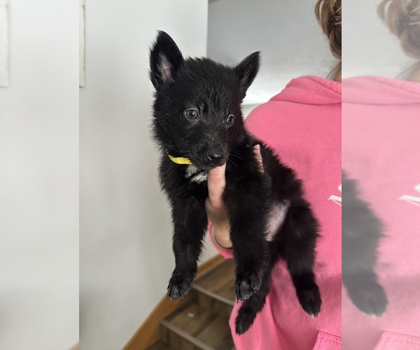 Medium Photo #1 German Shepherd Dog Puppy For Sale in PRINCETON, MN, USA