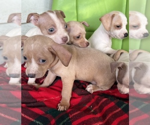 Chihuahua Puppy for sale in ASHEVILLE, NC, USA