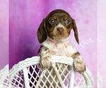 Puppy AKC Jade Dachshund