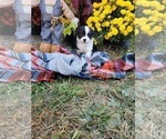 Small #5 Australian Shepherd