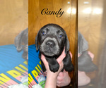 Puppy 3 Cane Corso-Labrador Retriever Mix