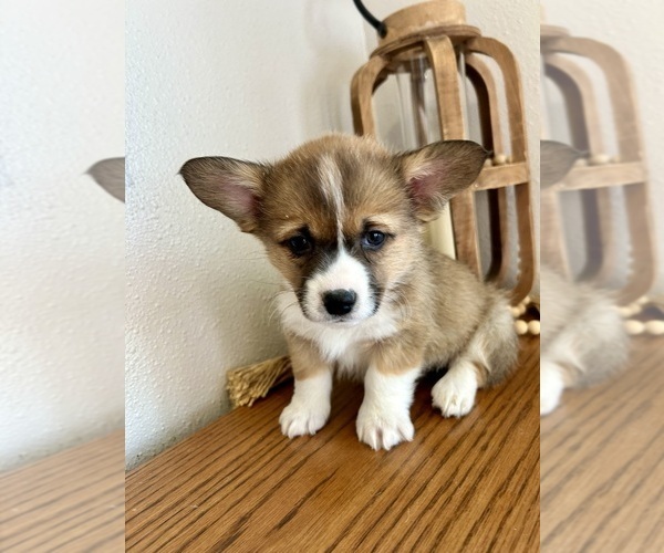 Medium Photo #5 Pembroke Welsh Corgi Puppy For Sale in ROCK VALLEY, IA, USA