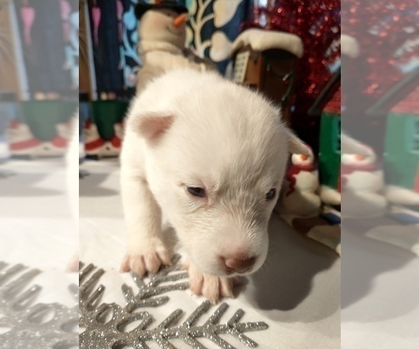 Medium Photo #7 Siberian Husky Puppy For Sale in DANBY, VT, USA