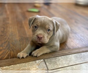 American Bully Puppy for sale in TROY, OH, USA