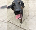 Small #2 German Shepherd Dog-Pointer Mix