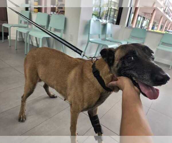 Medium Photo #4 Mutt Puppy For Sale in Imlay City, MI, USA