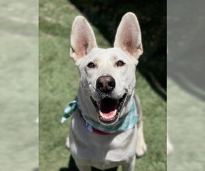 Ruger - Male Siberian Husky-Unknown Mix Dog for Adoption - Photo #4