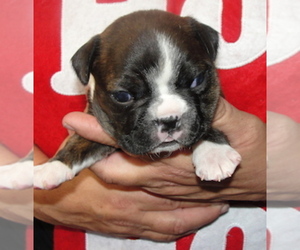Boston Terrier Puppy for sale in CRKD RVR RNCH, OR, USA