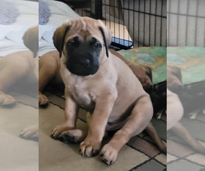 Mastiff Puppy for sale in MC BAIN, MI, USA