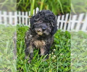 Poodle (Miniature) Puppy for sale in INDIANAPOLIS, IN, USA