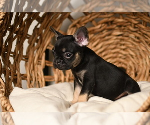 French Bulldog Puppy for sale in SUGAR LAND, TX, USA