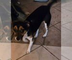 Small #3 Chihuahua