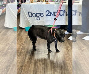 Indie - Female Labrador Retriever-Unknown Mix Dog for Adoption - Photo #10
