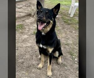 German Shepherd Dog-Unknown Mix Dogs for adoption in Conroe, TX, USA