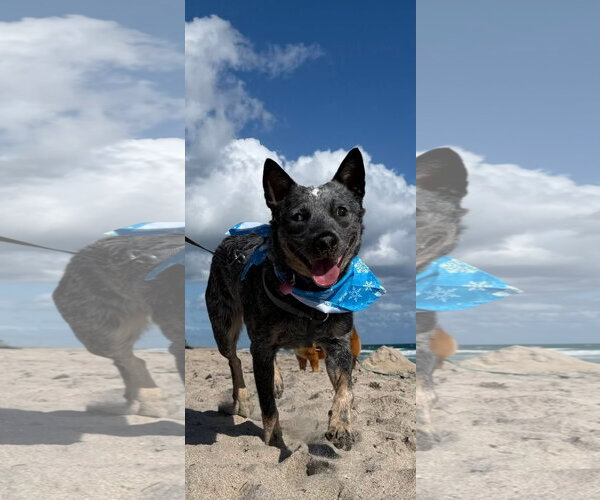 Medium Photo #1 Mutt Puppy For Sale in west Palm Beach, FL, USA