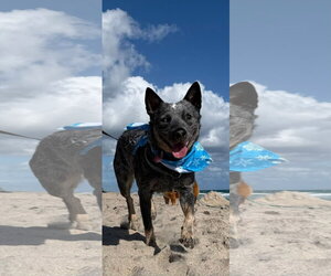 Mutt Dogs for adoption in west Palm Beach, FL, USA