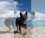 Blue - Male Mutt Dog for Adoption - Small photo