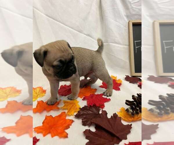 Medium Photo #3 Pug Puppy For Sale in BRIDGEWATER, VA, USA