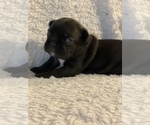 Small Photo #3 French Bulldog Puppy For Sale in SACRAMENTO, CA, USA