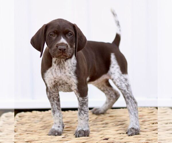 Medium Photo #1 German Shorthaired Pointer Puppy For Sale in COATESVILLE, PA, USA
