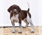 Small Photo #1 German Shorthaired Pointer Puppy For Sale in COATESVILLE, PA, USA