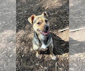 Chihuahua Dogs for adoption in Fremont, CA, USA
